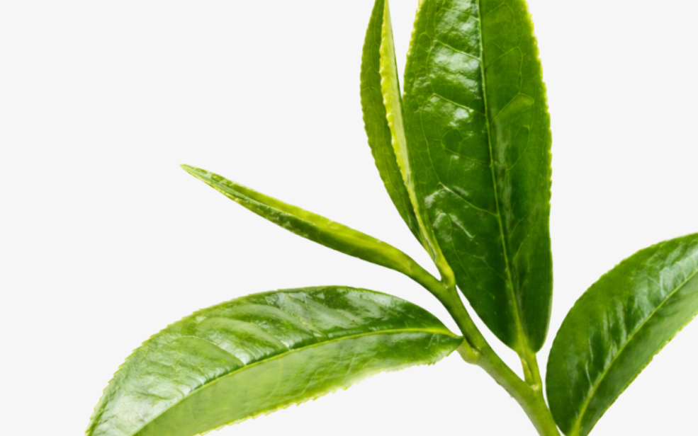 Caffeine from green tea
