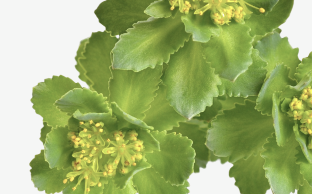 Rhodiola Rosea