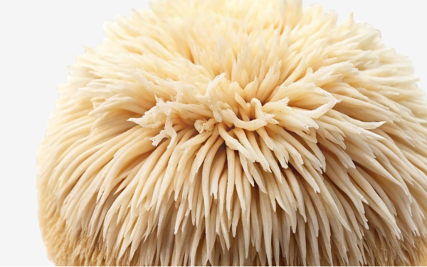 Lion’s Mane mushroom