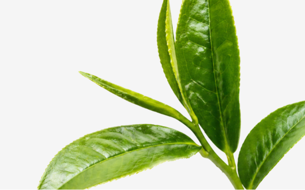 Caffeine (green tea)