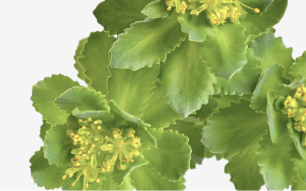 Rhodiola Rosea ingredient