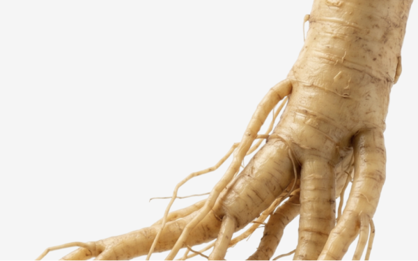Panax Ginseng ingredient