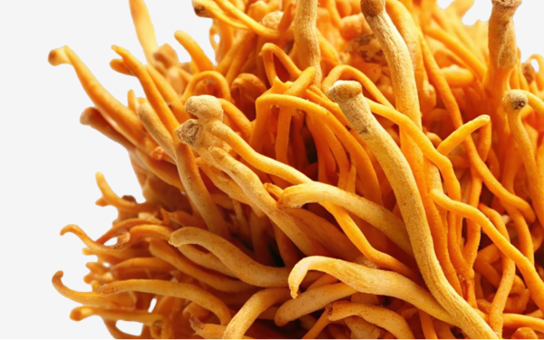 Cordyceps mushroom