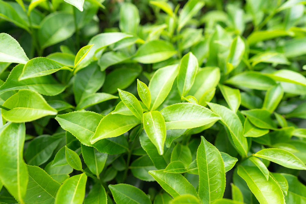 Green tea source for DayShift caffeine