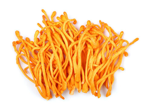 Cordyceps militaris cluster