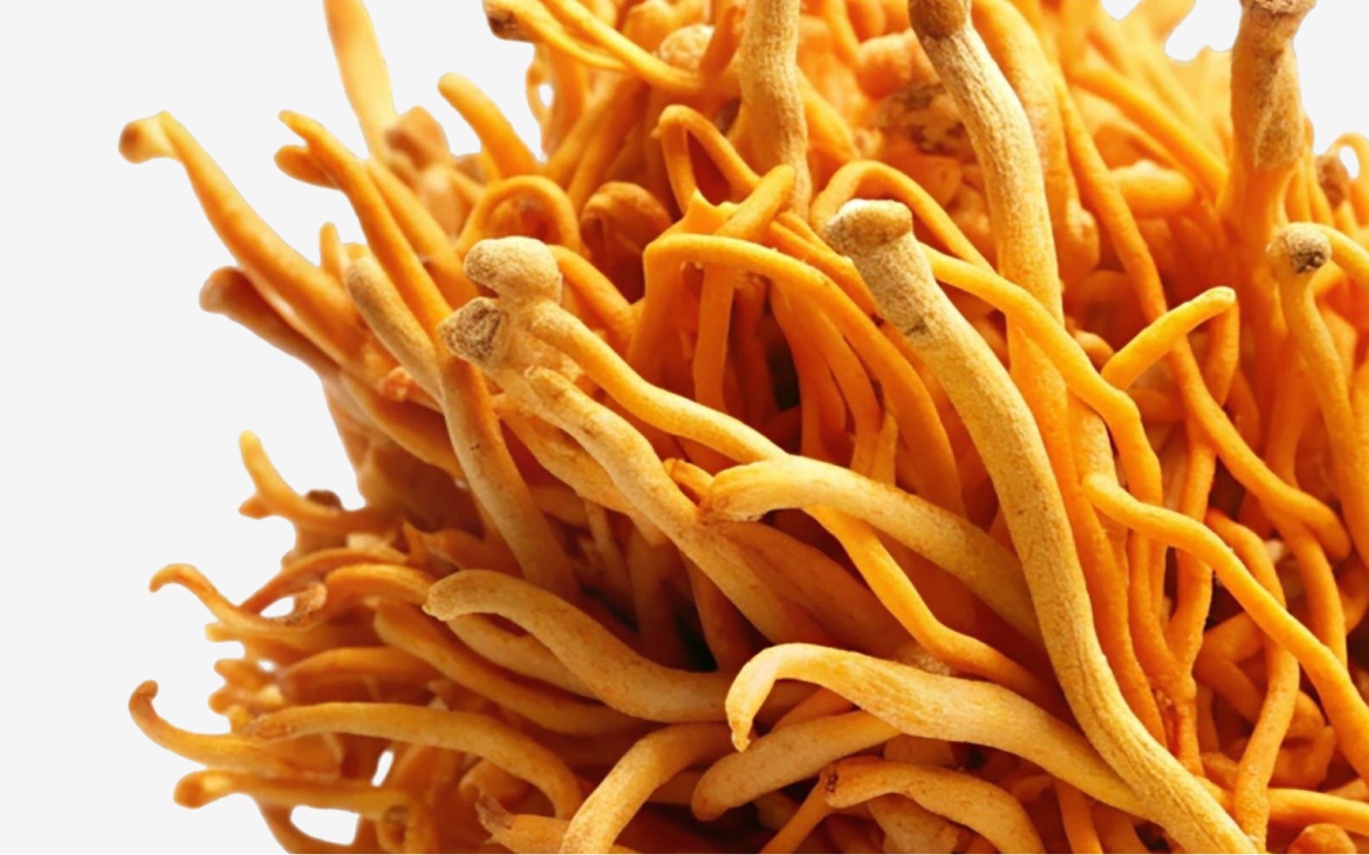 Cordyceps militaris mushroom