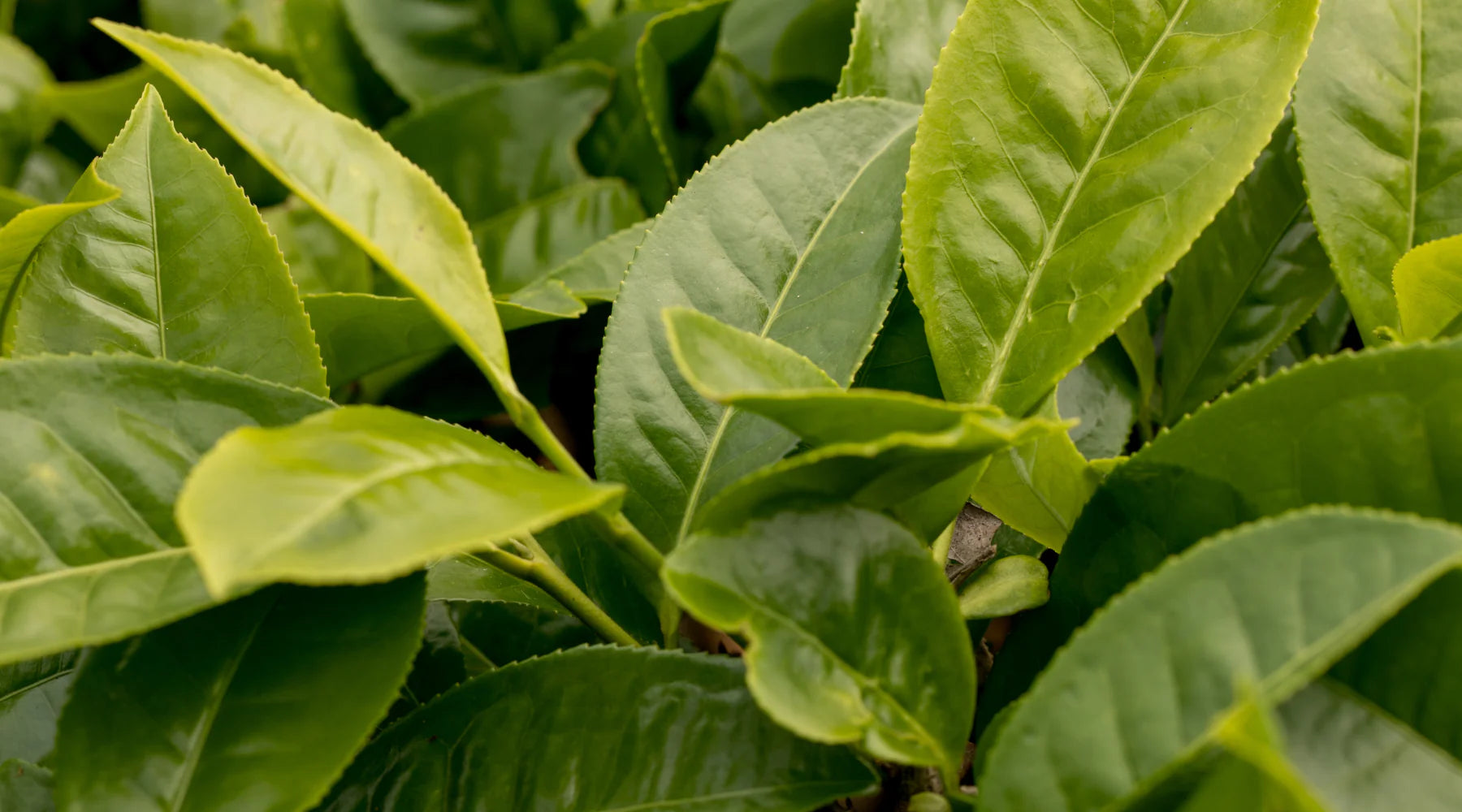 L-theanine source detail