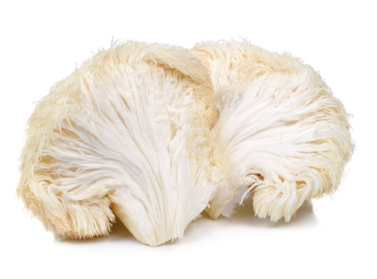 Lion's Mane fruiting body cluster