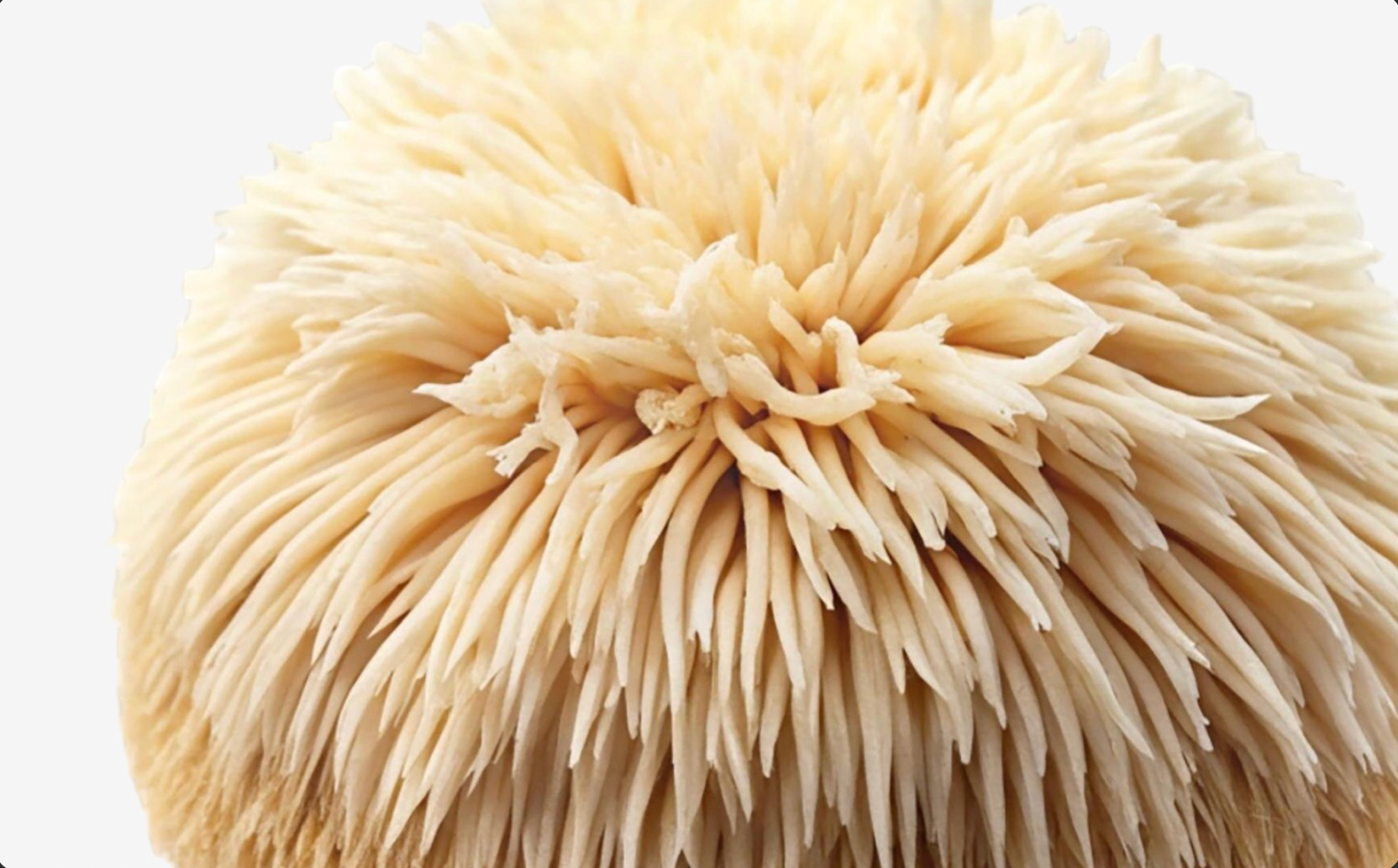 Lion's Mane mushroom close-up