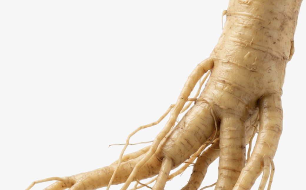 Panax Ginseng