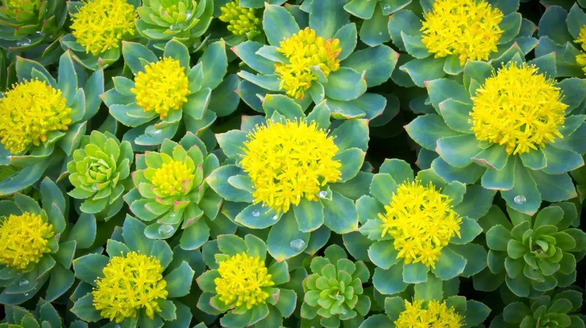 Rhodiola Rosea compound detail